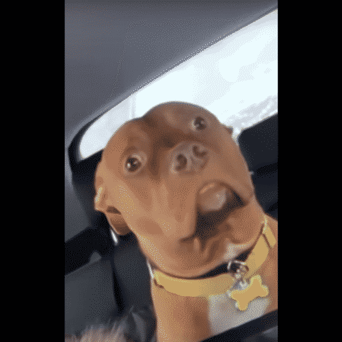 This Pitbull's Hilarious Reaction To A Realization Will Make You Laugh All The Way To The Weekend