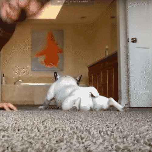French Bulldog Does Her Own Version Of Push-Ups, And It's Hilarious