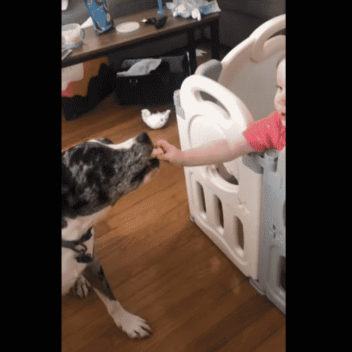 Toddler Gives Dog A Crunchy Snack Despite Mom’s Specific Instructions, And The Look Of Triumph On Both Kid And Canine Is Epic