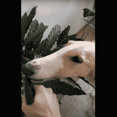 Thirsty Russian Wolfhound