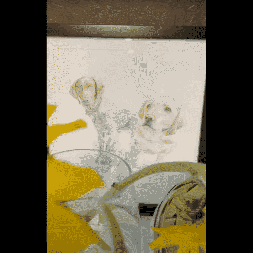 Golden Lab Waits For His Brother To Come Home