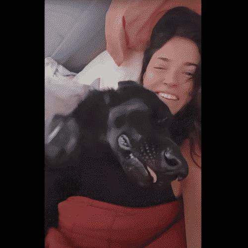 German Shepherd Responds To His Owner's Question, And The Dog's Hilarious Way Of Answering Is A Major Mood Changer