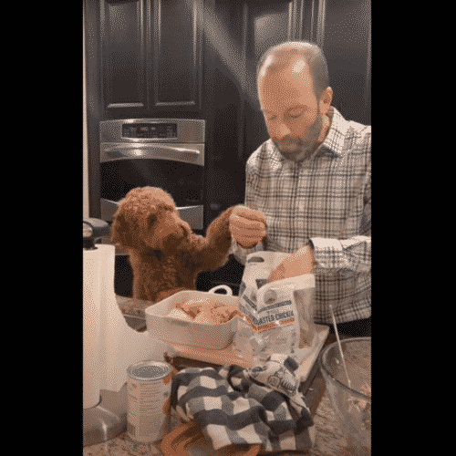 Hilarious Goldendoodle Nudges At Dad