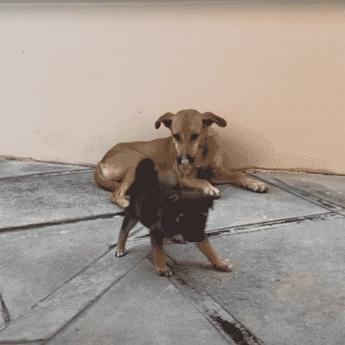 Naughty Puppy Gets Its First Taste Of Mom's Discipline, And The Puppy's Response To It Will Remind You Of The First Time You Saw Your Parents Get Mad