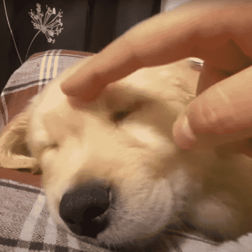 Young Golden Retriever Falls Asleep Beside Its Human Mom, And The Way He Did Is Further Proof That Puppies Are Just Like Children