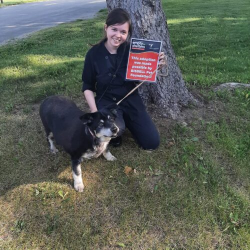 This Elderly And Obese Dog Dumped On Interstate Gets A Life Filled With Pampering