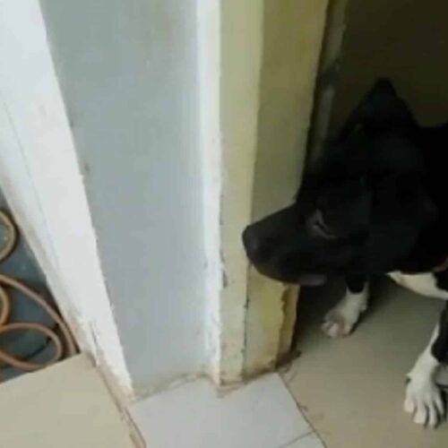 Mischievous Pittie Gets A Stern Scolding From Fur Parent After Chewing On Scooter Seat