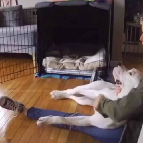 Loving Pup Greets Mom With The Sweetest Cuddles Every Morning — Watch How Mom Responds