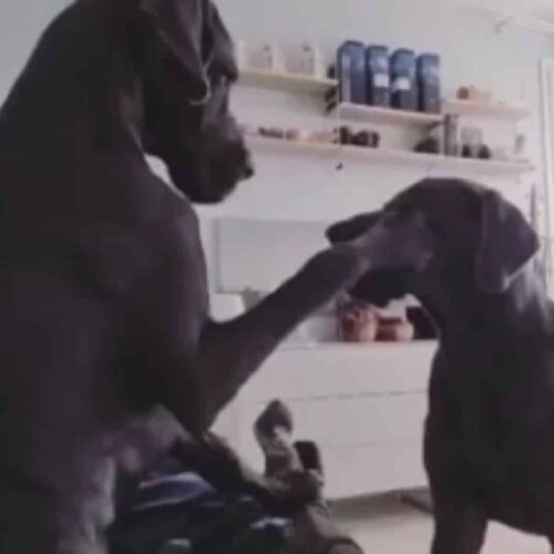 Playful Great Danes Joust With Each Other While Fur Dad Tries To Take A Nap