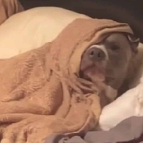 Sleepy Pooch Has The Most Amusing Reaction To Being Woken Up For Work