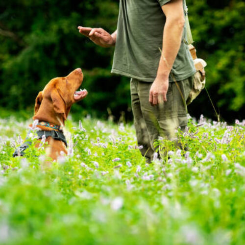 Five Advantages Of Using Dog Training Collars