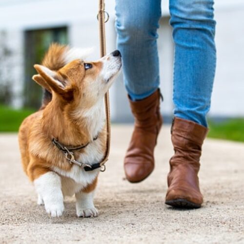5 Reasons Why Walking Your Dog Is Important