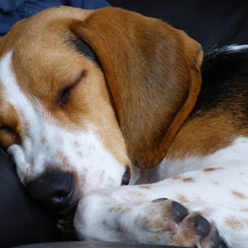 A Bunny And A Beagle Act As True Sisters