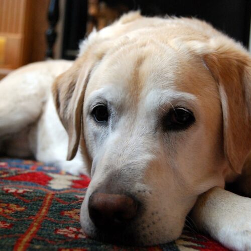 Michigan Woman Saves Her Dog From A Bear