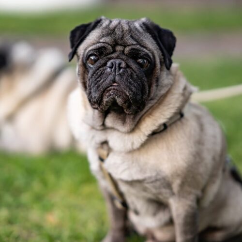 A Mannequin Dressed As His Owner Helps Calm Down This Pug's Separation Anxiety
