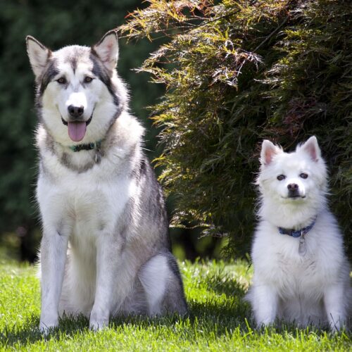 Heartwarming Video Of Two Dogs Reunited Went Viral