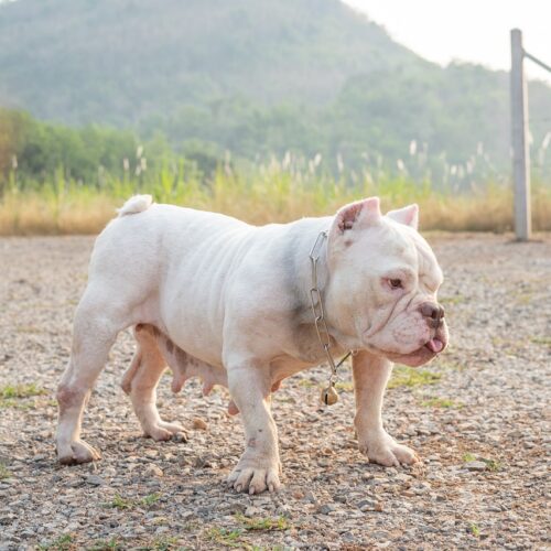 Dogs Who Lost Their Father Need To Be Adopted Together