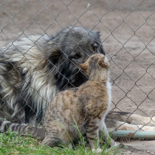 SPCA Facing $100K Bill Due To Improper Care Of Animals