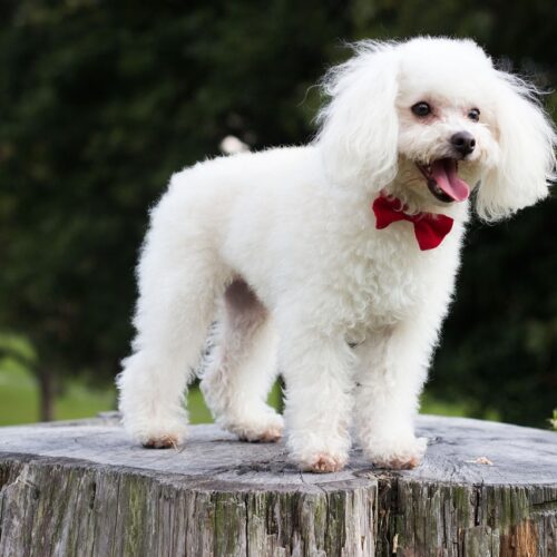 Famous YouTuber Adopts Adorable Rescue Puppy That No One Else Wanted