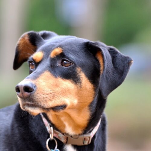 Rescue Dog Saves Young Girl From A Poisonous Snake