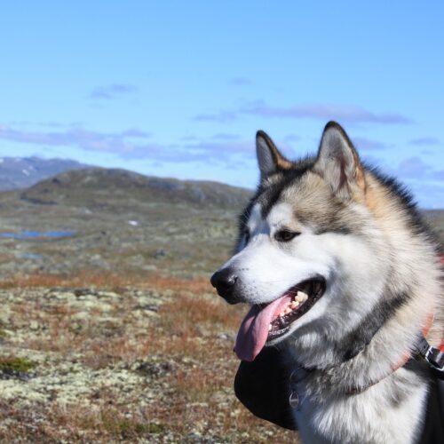 Friendly Malamute Greets Everybody Everywhere He Goes