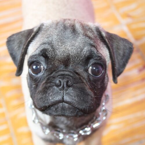 Every Week, A Sweet Pup Sits Outside And Waits To Greet The Garbage Truck Driver
