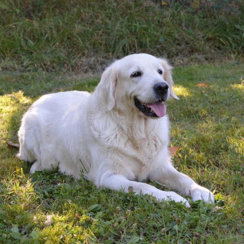 Service Dog Helps Owner With Autism Through Her Panic Attack