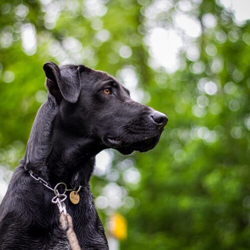 Volunteer Firefighter Courageously Rescues A Scared Dog Trapped In A Burning Barn