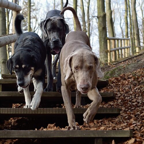 Famous Hugging Dogs Welcome A New Family Member, And They Are Teaching Him To Become A Hugger, Too!