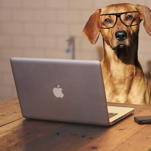 5 Tips To Help You Work From Home With Your Dog