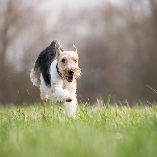 Mike Tyson’s New Sparring Partner Is An Adorable Pup