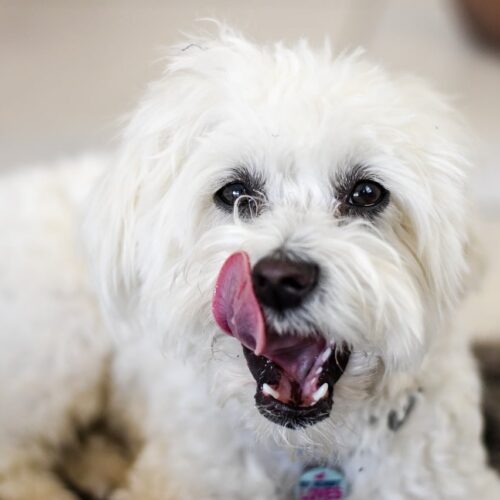 This Man Had Terminal Illness But He Survived Because Of His Love For Dogs
