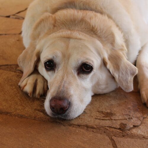 Heartless Owner Wants Obese Dog To Be Put Down, But Vet Finds Him A New Home