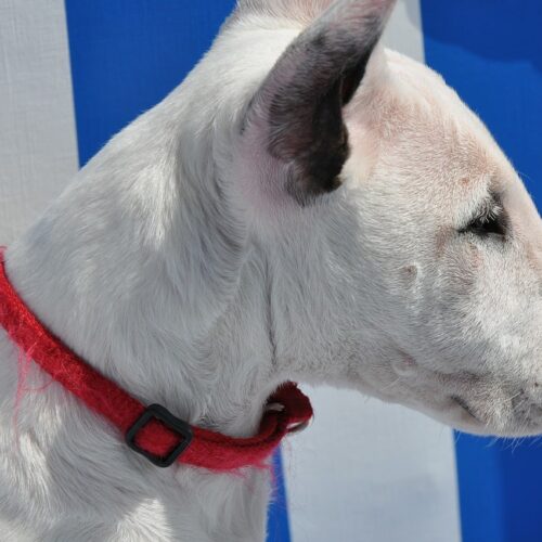 This Once Lazy Pup Changed His Attitude Once His Dad Started Working Out At Home
