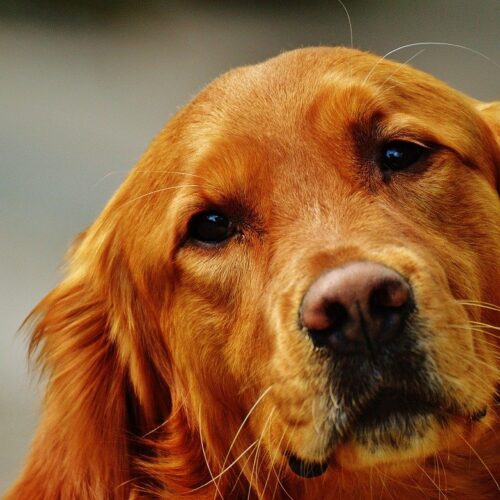 Meet Louboutina, The Golden Retriever Who Spreads The Love In The Big Apple With Hugs