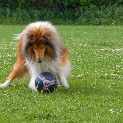 Dog Interrupts National Football League And Asked For A Belly Rub