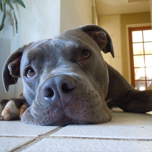 A Pit Bull Was Rescued From Dog Fighting And Soon Finds Her Forever Home