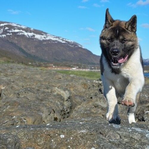 A Strange Dog With Singing Abilities That Became Extinct Was Seen Again