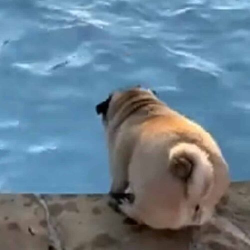 Wary Pug Musters Enough Courage To Take Its First Plunge Into The Pool
