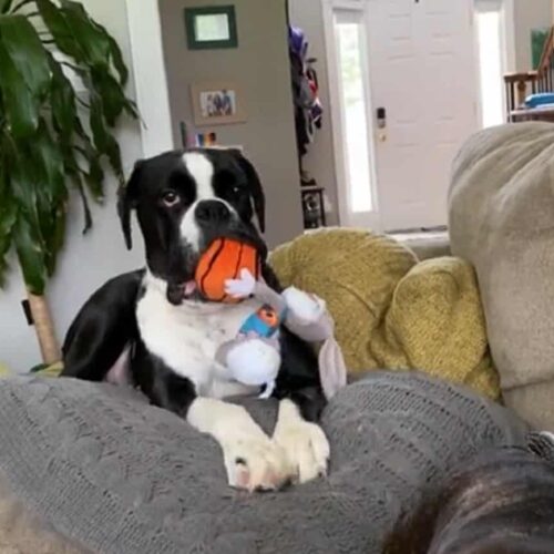 Tired Puppy Chills Out On The Couch With Its Stuffed Toy Bestie
