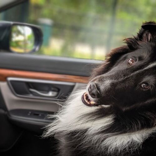 7 Tips For Traveling With Your Dog