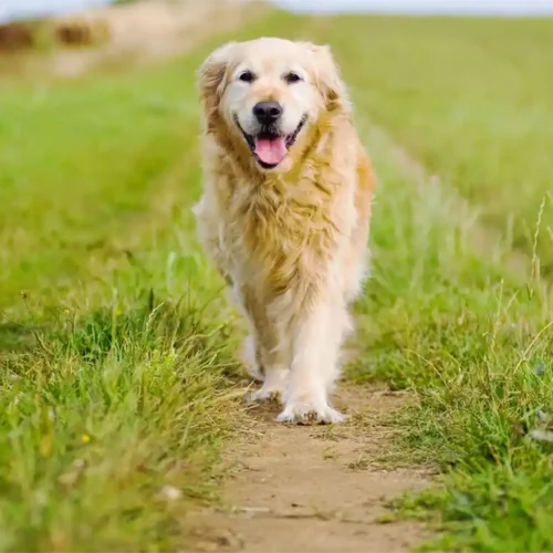 Charming Golden Retriever