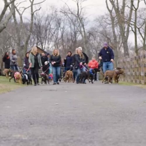 Rescuers Reunite Mama Dog With Her Twelve Grown-Up Babies, And They Couldn't Believe She Recognizes Them All