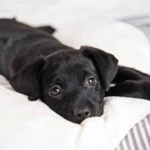 This Little Puppy Cried Relentlessly Until Someone Came And Helped