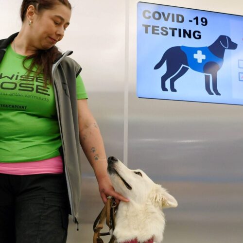 Dogs Can Detect COVID