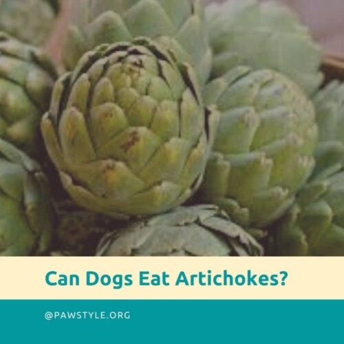 Is It Ok for Dogs To Eat Artichokes?