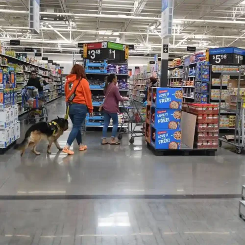 Dog in Walmart