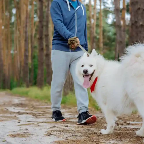 Dog with its tongue out, breathing fast