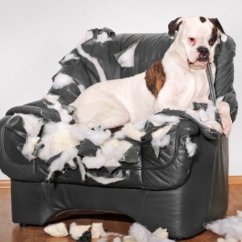 Dog's Behavioral Problems And Solutions