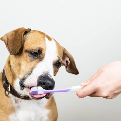 A young girl gently brushing her dog's teeth with a human toothbrush